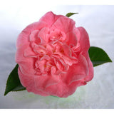 Livraison plante Camellia 'Mary Williams' - ↨70cm - Ø24cm - plante d'extérieur fleurie