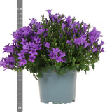 Livraison plante Campanula Addenda - 12 Plantes Jardin Violettes Hivernales