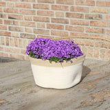 Livraison plante Campanula Addenda Ambella Violet Intense en Panier Tissé