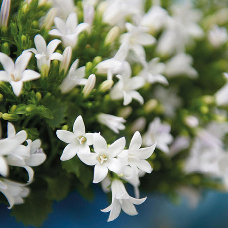 Livraison plante Campanula Addenda blanche - 12 plantes résistantes hiver