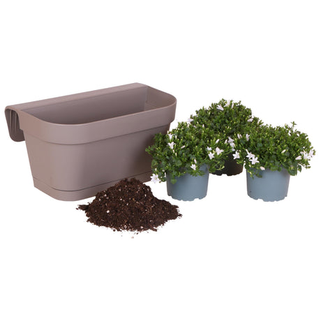 Livraison plante Campanula Addenda blanche - Balkonbak taupe - 3 pots inclus