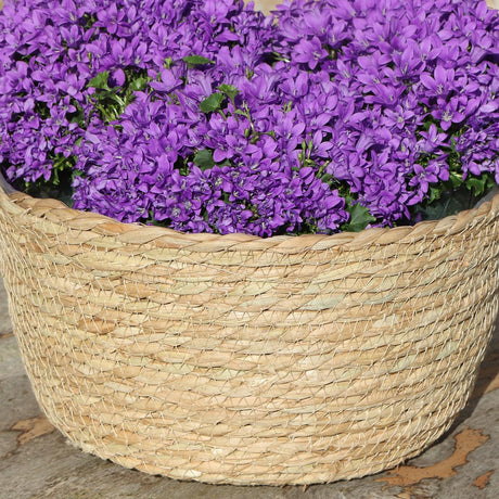 Livraison plante Campanula Addenda violette en panier d'osier avec réservoir d'eau