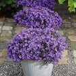 Livraison plante Campanula Addenda violette - lot de 6 plantes facadier