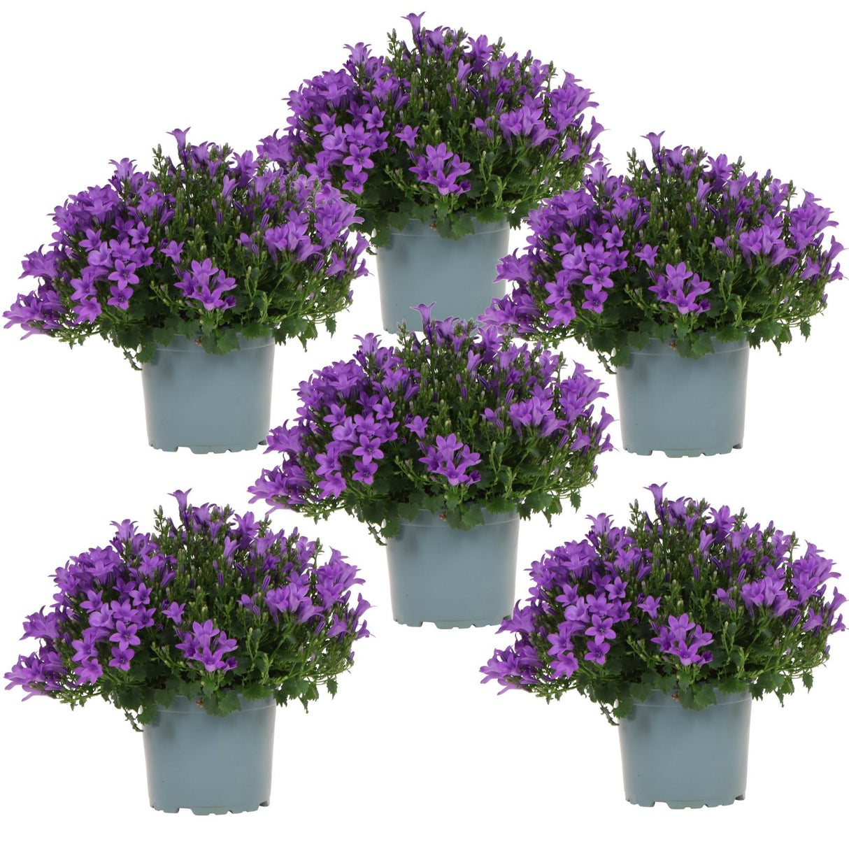 Livraison plante Campanula Addenda violette - lot de 6 plantes facadier