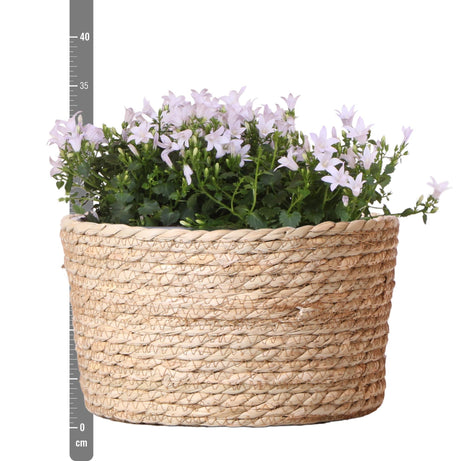 Livraison plante Campanula blanche en panier de roseaux avec système d'arrosage