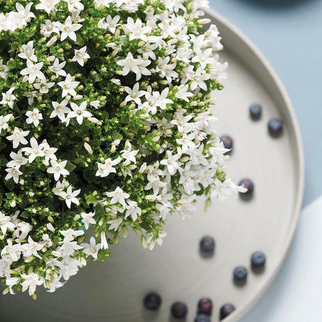 Livraison plante Campanula blanche en panier de roseaux avec système d'arrosage