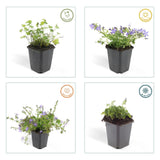 Livraison plante Campanule des murs 'Stella'