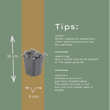 Livraison plante Campanule poscharskyana