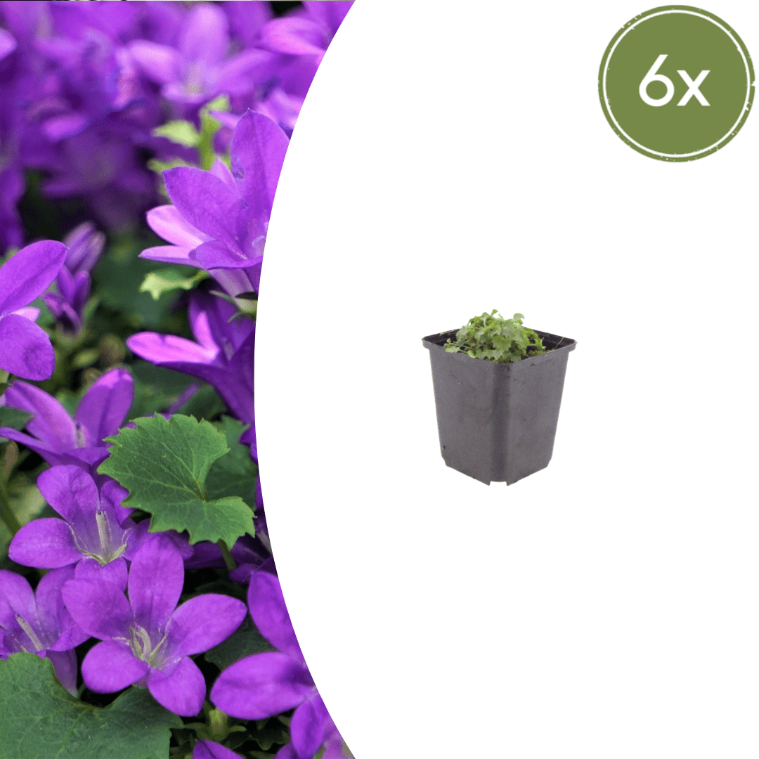 Livraison plante Campanule violet