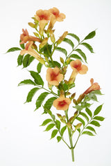 Livraison plante Campsis 'Indian Summer'