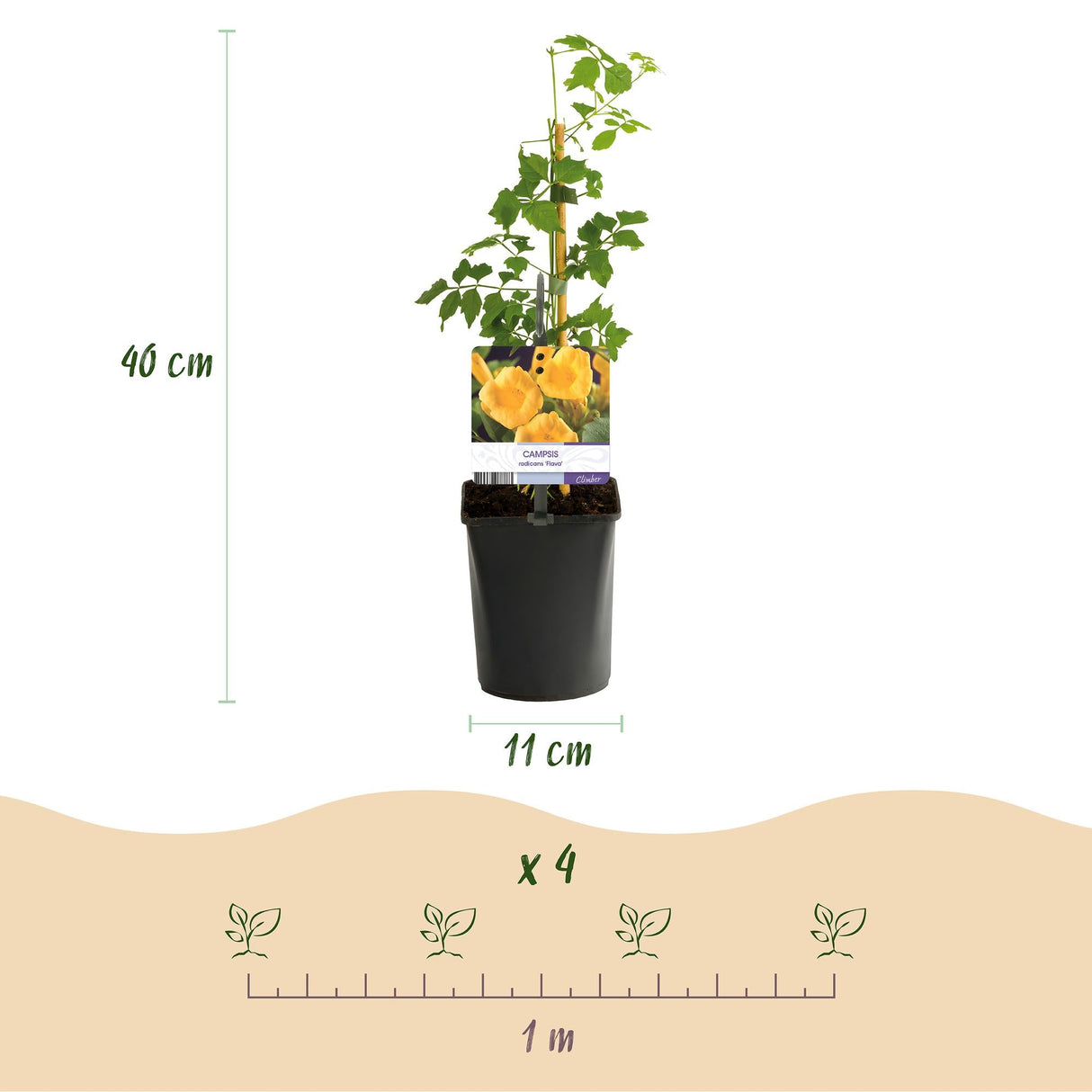 Livraison plante Campsis radicans Flava – Lot de 2 – Pot 11 cm