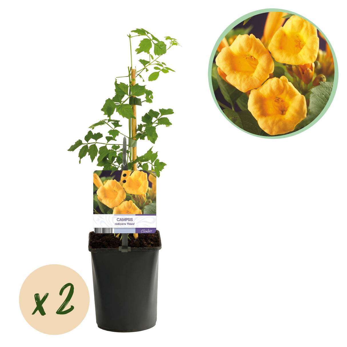 Livraison plante Campsis radicans Flava – Lot de 2 – Pot 11 cm
