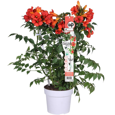 Livraison plante Campsis Summer Jazz 'Fire Trumpet'