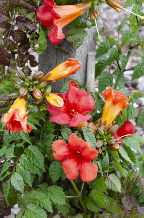 Livraison plante Campsis Summer Jazz 'Fire Trumpet'