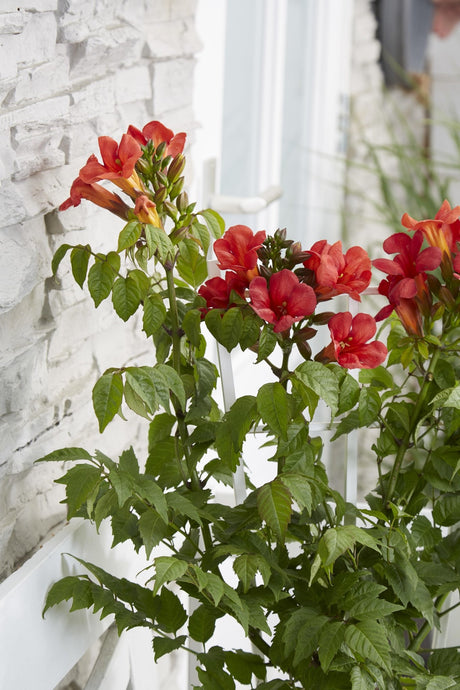 Livraison plante Campsis Summer Jazz 'Fire Trumpet'