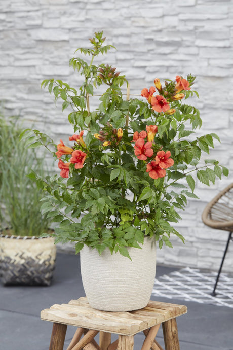 Livraison plante Campsis Summer Jazz 'Fire Trumpet'