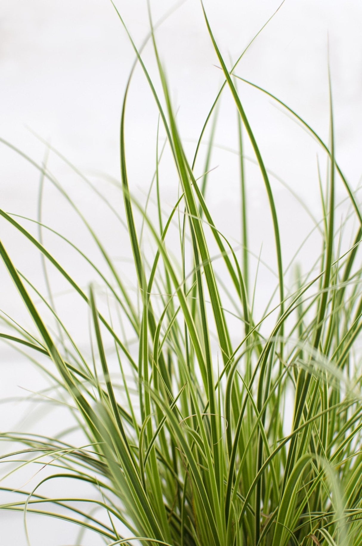 Livraison plante Carex Bruniena 'Variegata' - ↨30cm - Ø14 - graminées - plante d'extérieur