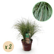Livraison plante Carex comans Frosted Curls – Lot de 2 – Pot 17 cm