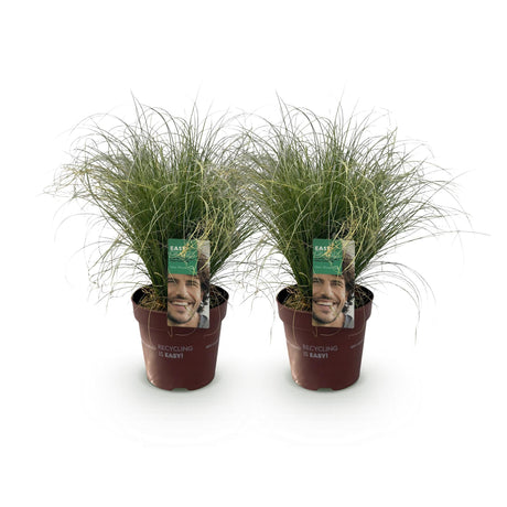Livraison plante Carex comans Frosted Curls – Lot de 2 – Pot 17 cm