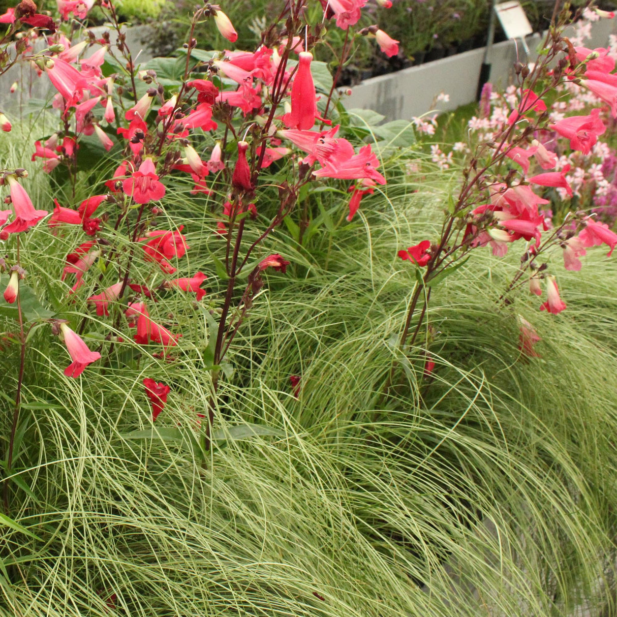 Livraison plante Carex comans Frosted Curls – Lot de 2 – Pot 17 cm