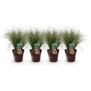 Livraison plante Carex comans Frosted Curls – Pot 17 cm – Hauteur 50 cm