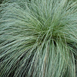 Livraison plante Carex comans Frosted Curls – Pot 17 cm – Hauteur 50 cm
