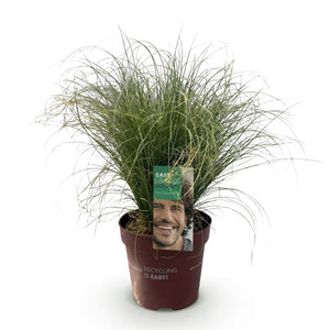Livraison plante Carex comans Frosted Curls – Pot 17 cm – Hauteur 50 cm
