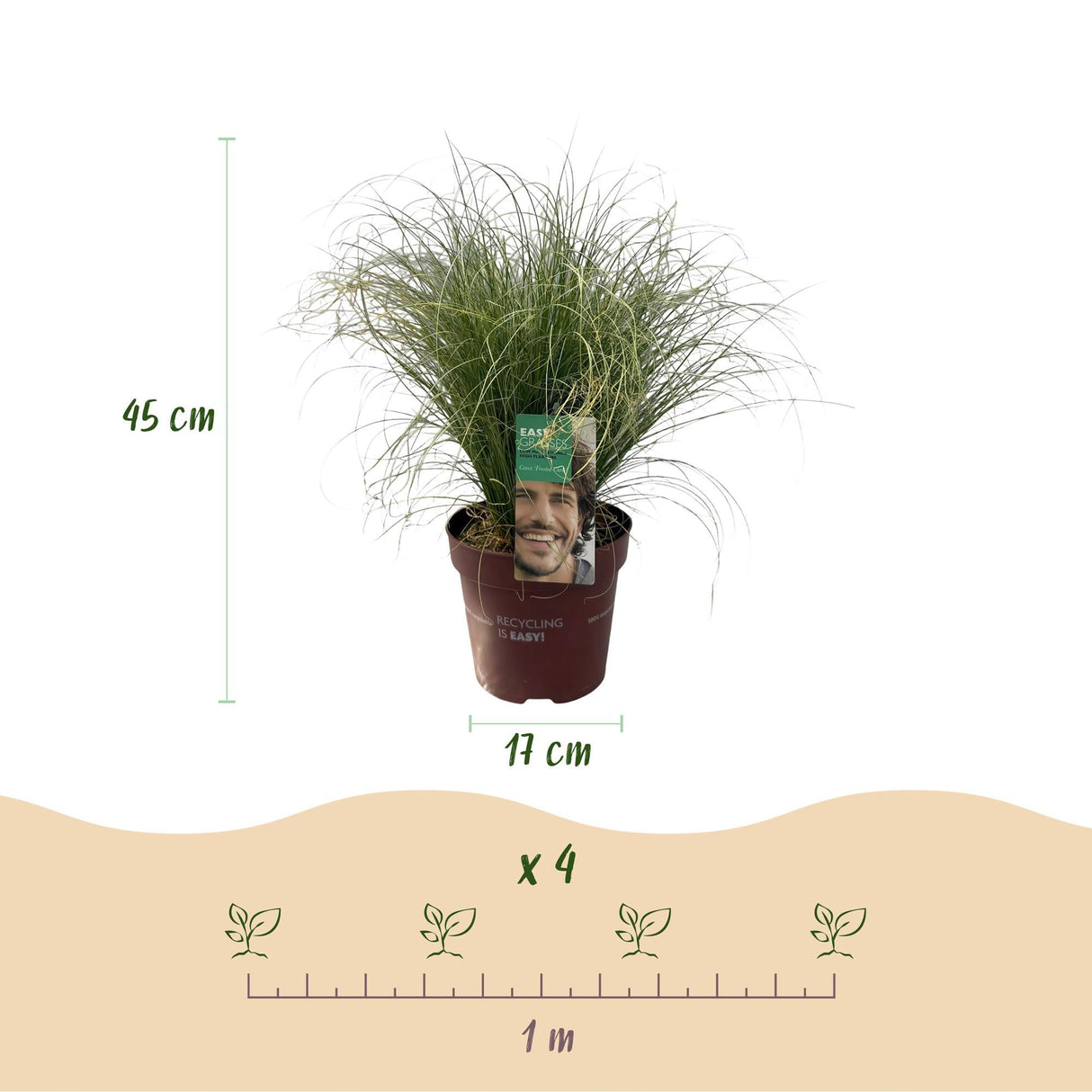 Livraison plante Carex comans Frosted Curls – Pot 17 cm – Hauteur 50 cm