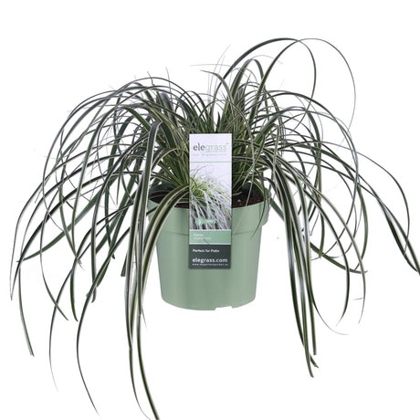 Livraison plante Carex 'Feather Falls'