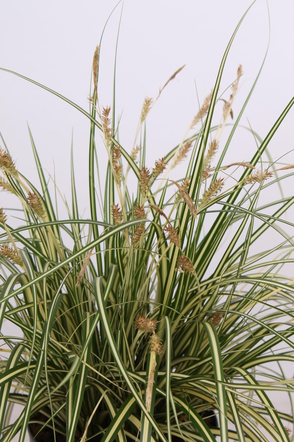 Livraison plante Carex hachijoensis 'Evergold'