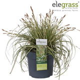 Livraison plante Carex Hachijoensis 'Evergold'