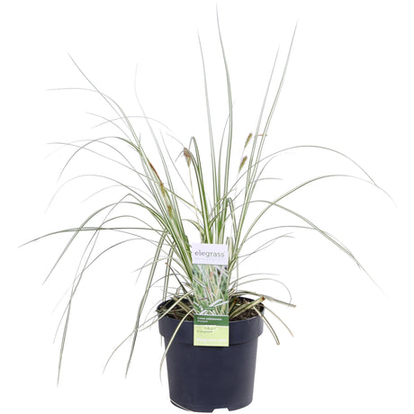 Livraison plante Carex hachijoensis 'Evergold'