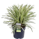 Livraison plante Carex hachijoensis 'Evergold' - Lot de 3