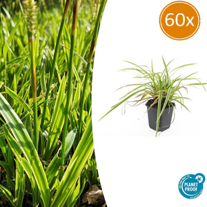 Livraison plante Carex laîche morrowii 'Aureovariegata'