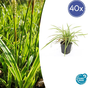 Livraison plante Carex laîche morrowii 'Aureovariegata'