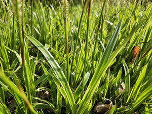 Livraison plante Carex laîche morrowii 'Aureovariegata'