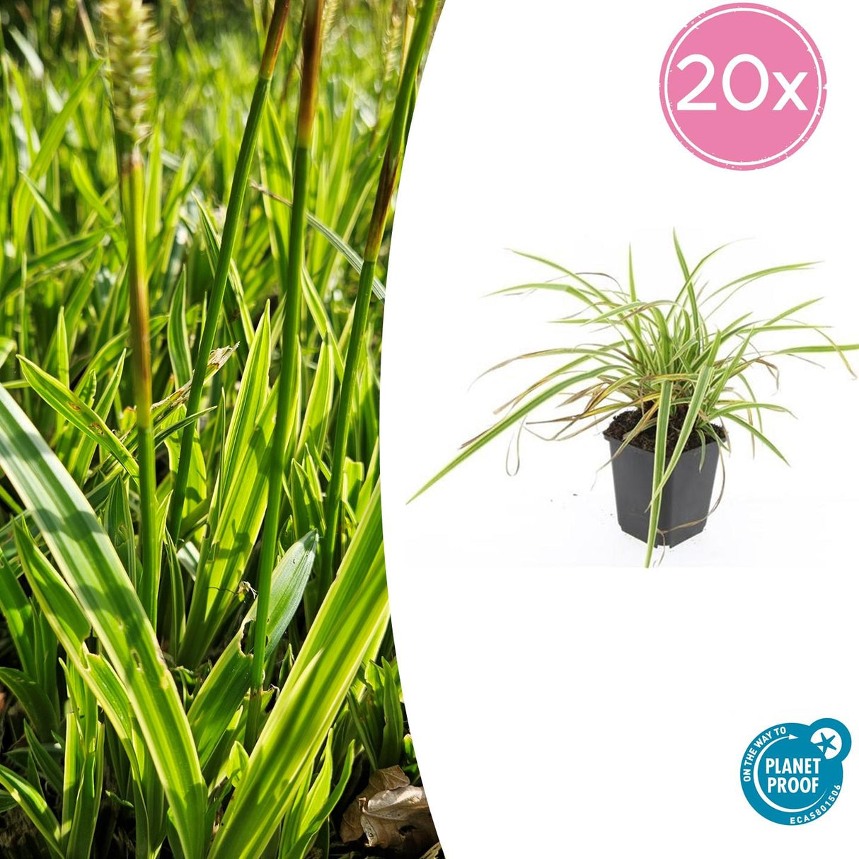 Livraison plante Carex laîche morrowii 'Aureovariegata'