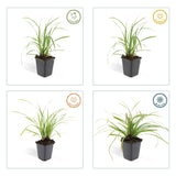 Livraison plante Carex laîche morrowii 'Ice Dance'
