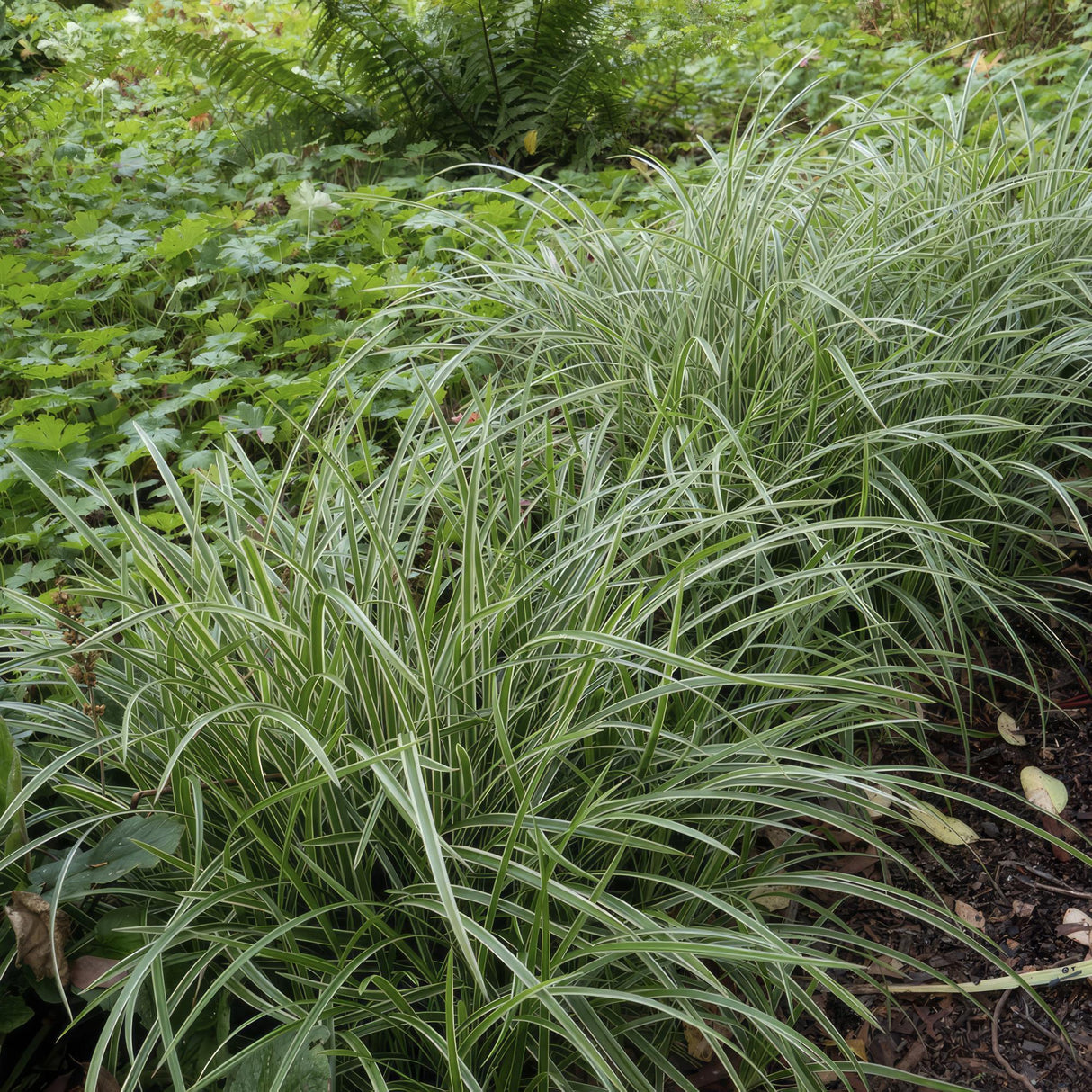 Livraison plante Carex laîche morrowii 'Ice Dance'