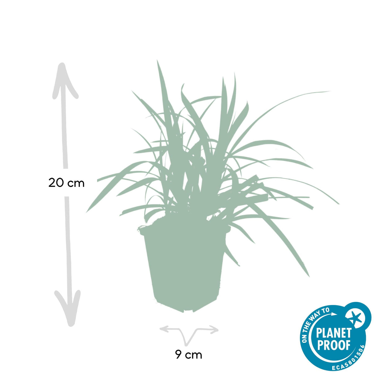 Livraison plante Carex laîche morrowii 'Irish Green'