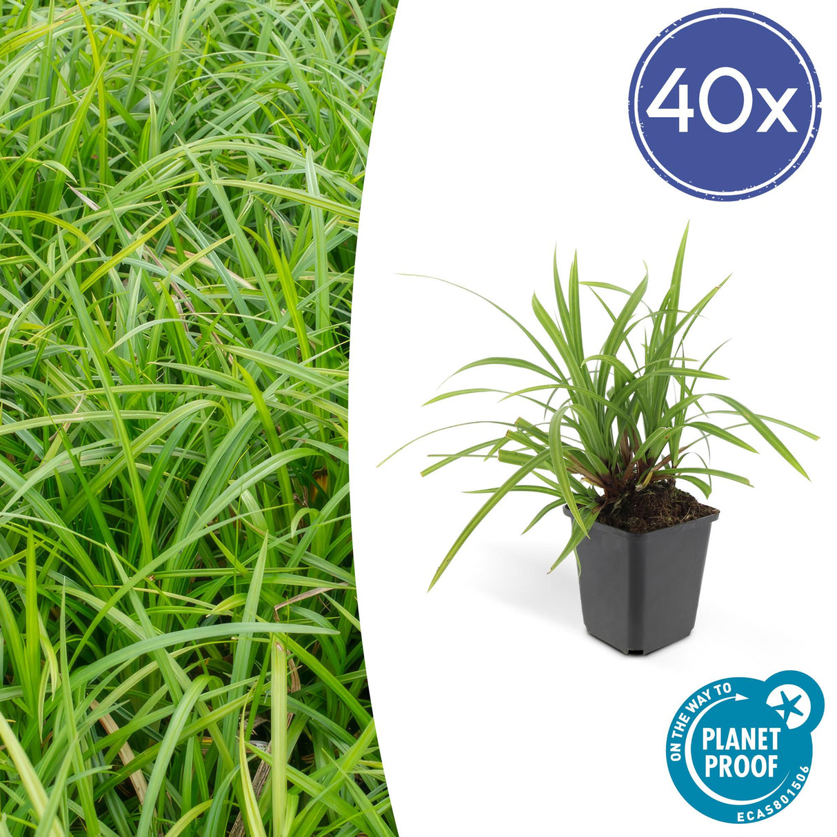 Livraison plante Carex laîche morrowii 'Irish Green'