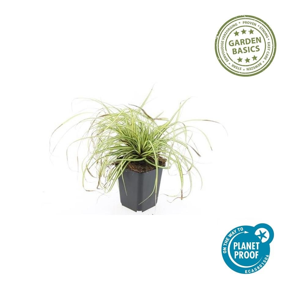 Livraison plante Carex laîche oshim. 'Evergold'