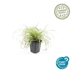 Livraison plante Carex laîche oshim. 'Evergold'