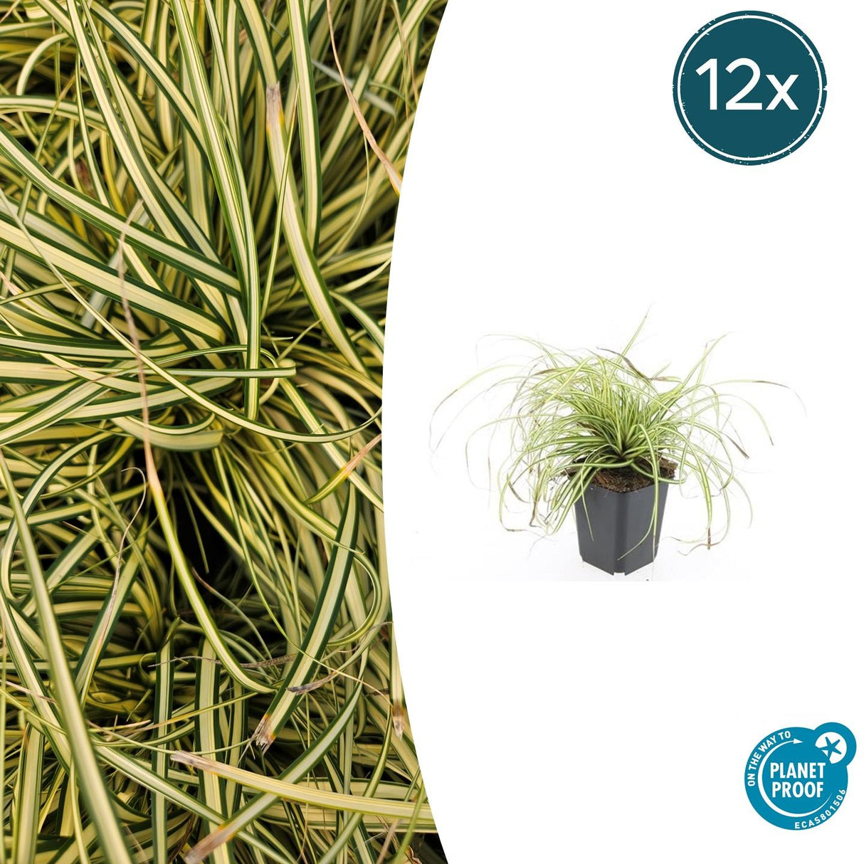 Livraison plante Carex laîche oshim. 'Evergold'