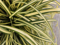 Oshima-Segge (Carex oshimensis) 'Evergold'