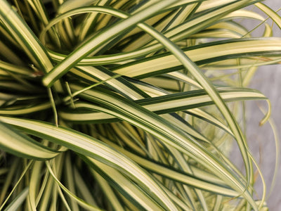 Oshima-Segge (Carex oshimensis) 'Evergold'