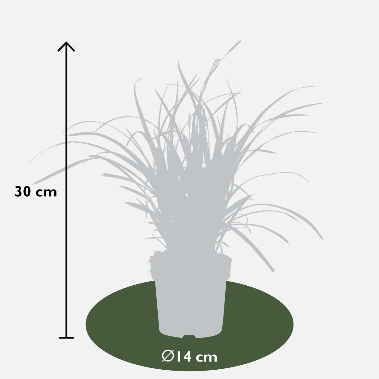 Livraison plante Carex, lot de 5 plantes - h30cm, Ø14cm - plantes d'extérieur