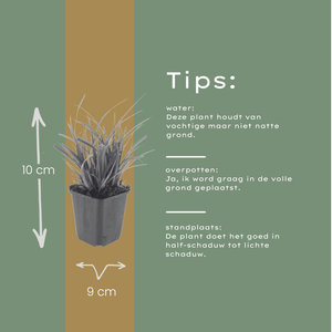 Livraison plante Carex morrowii