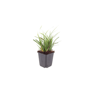 Livraison plante Carex morrowii