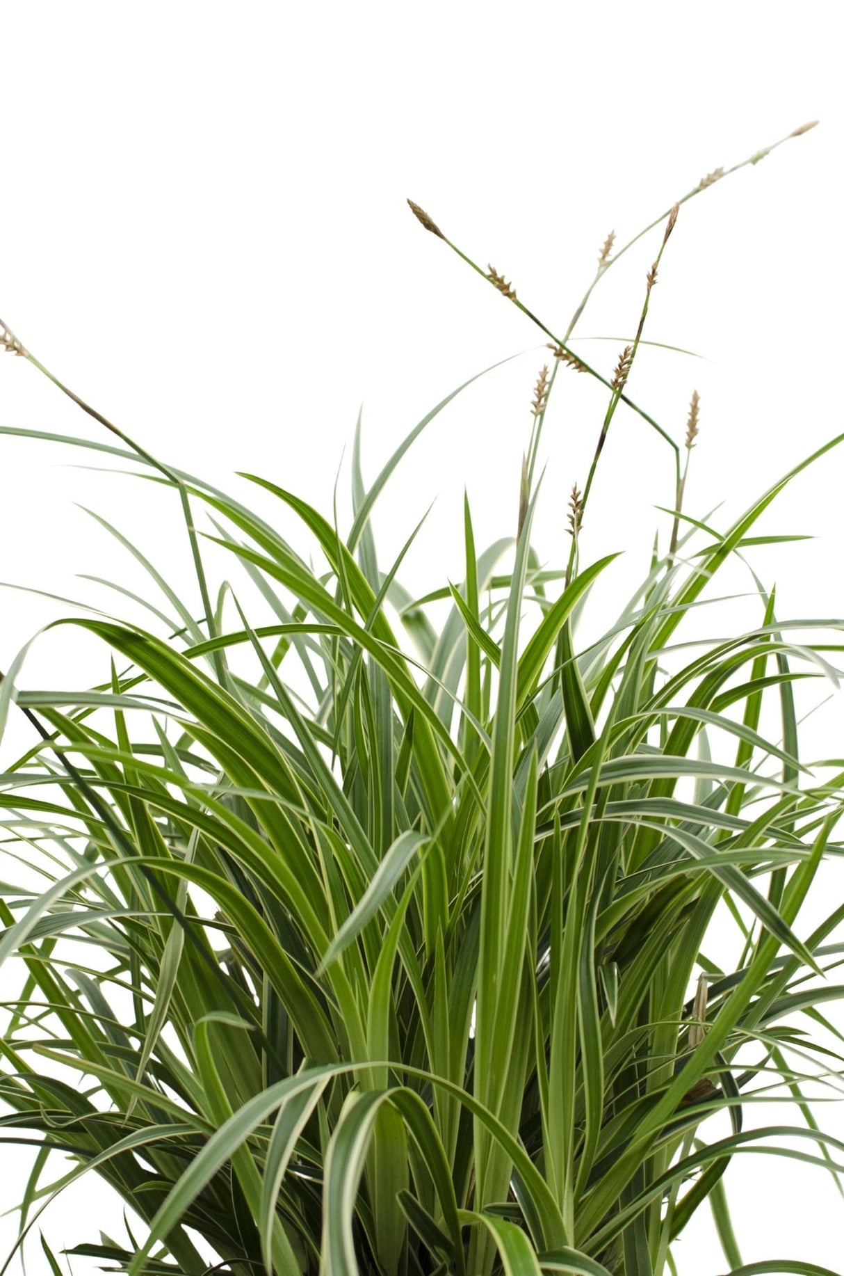 Livraison plante Carex morrowii 'Ice Dance'